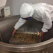 A scientist wearing protective equipment places a tray of diced geoduck clam tissue into large open machinery.