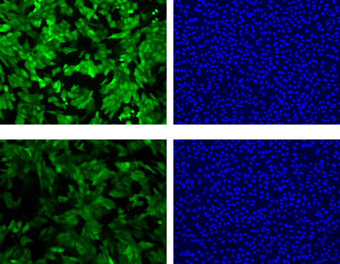 Microscopic photographs showing the level of fluorescence (green images) and the numbers of cells (blue images) at the time the cells were exposed to ricin and 6 hours later.