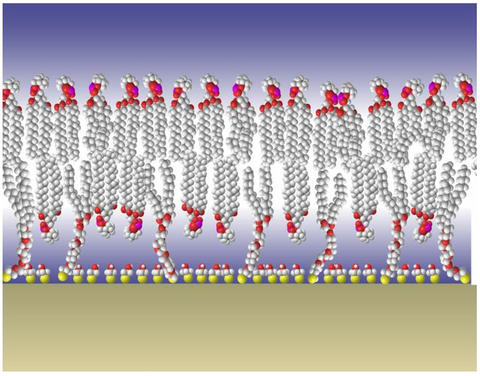 Diagram of NIST's tethered bilayer membrane model
