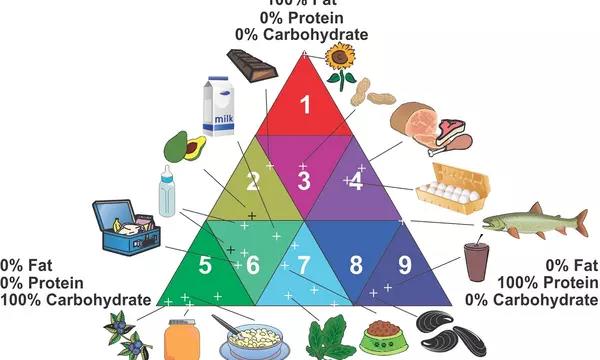  Illustration consisting of a multicolored triangle divided into 9 sectors with different levels of fat, protein and carbohydrates, and with various types of foods indicated for each sector. 