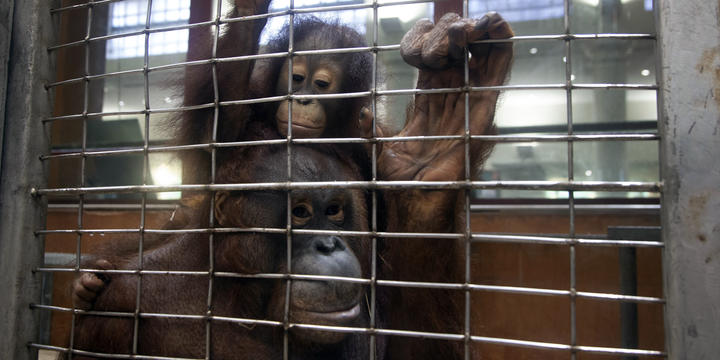 Two orangutans cling to a wire cage