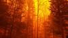 Wildfire burns forest in Gatlinburg, Tennessee
