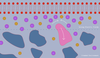 顶部带负电荷的膜（红色）会吸引带正电荷的小分子（紫色圆圈），这些分子会挤满膜并推开一个更大的中性（粉红色）纳米粒子。