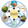 Hexagon containing words “environmental metabolomics” with arrows pointing from the hexagon to each of the following images: coral, shrimp, mussel, microbe, horseshoe crab, plant. The circle figure has waves and a tree faded in the background. 