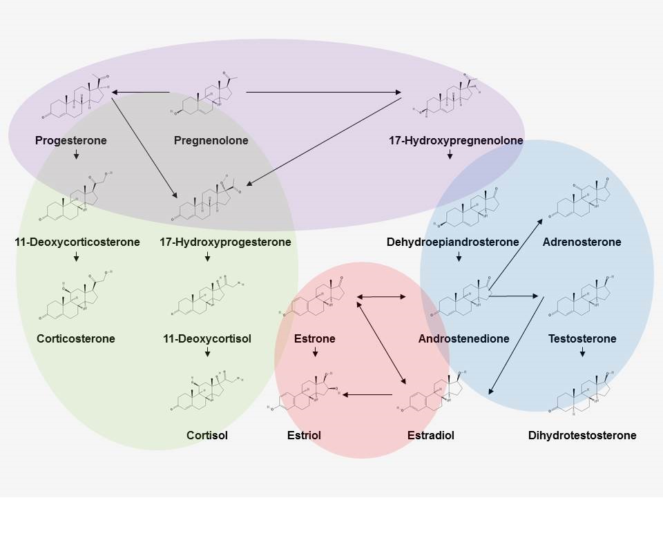 Steroid Hormone Pathway Mapping NIST