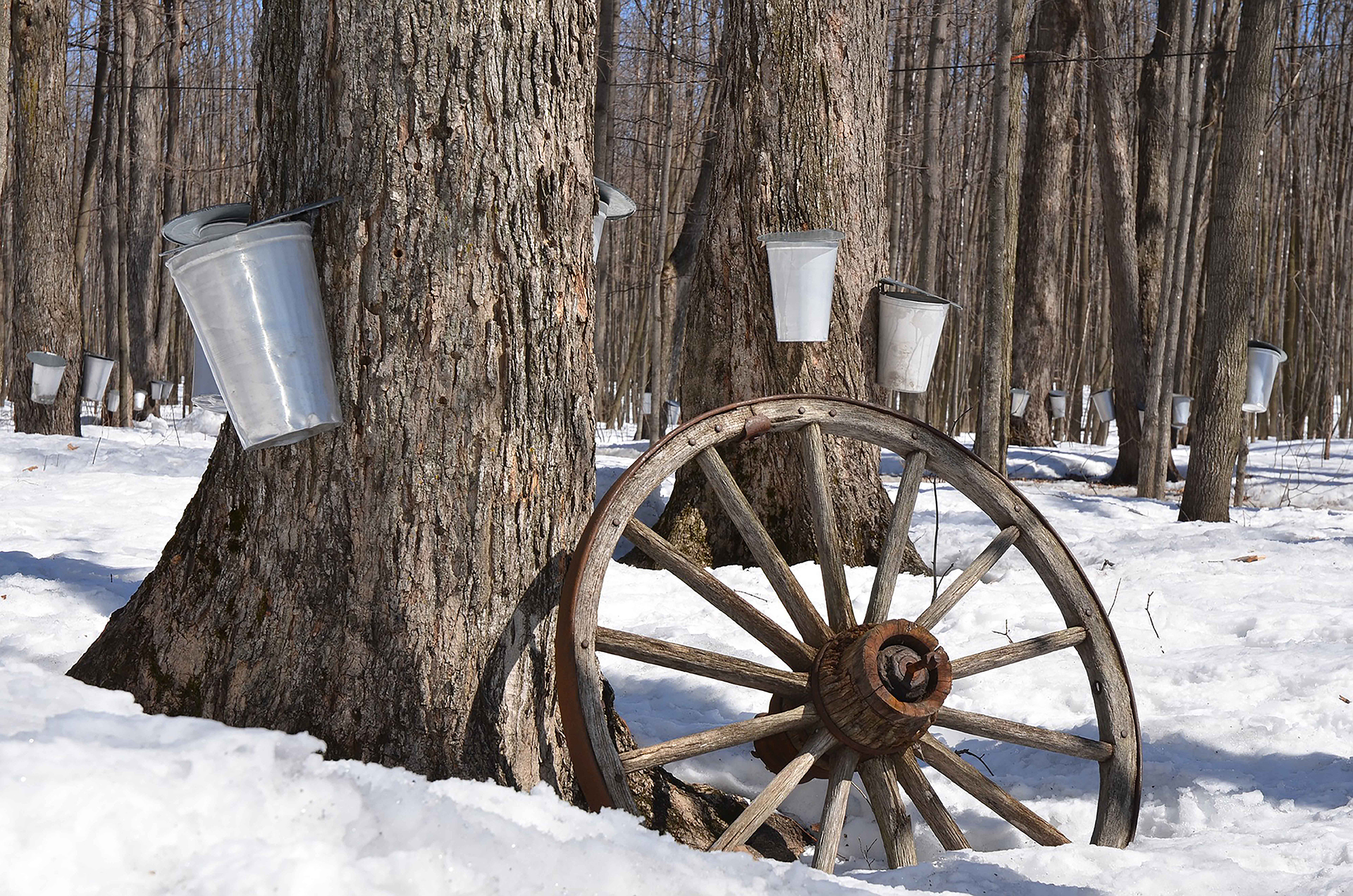 How Sweet It Is NIST Metrology And The Maple Syrup Industry NIST