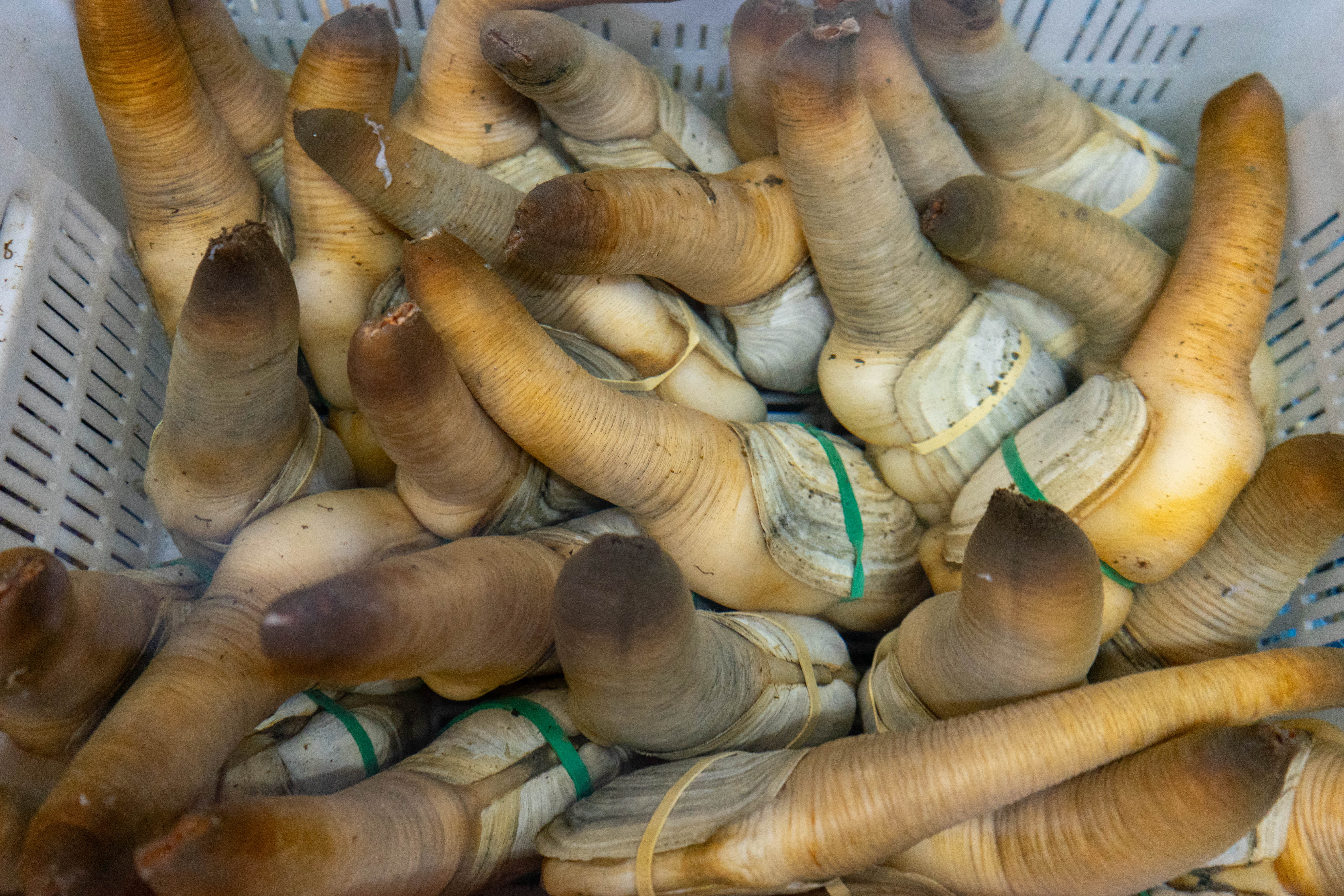 A white plastic bin filled with freshly caught geoduck clams.