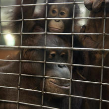 A baby orangutan sits atop her mother's shoulders. 