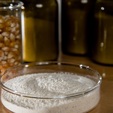 A small petri dish is filled with powder, and behind it are three dark colored glass jars and a beaker of dry corn kernels.