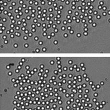 Optical micrographs showing the assembly of a 2D colloidal crystal composed of approximately 200 particles.