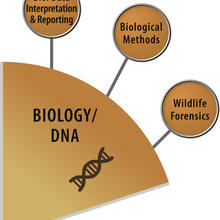 OSAC Biology/DNA SAC logo
