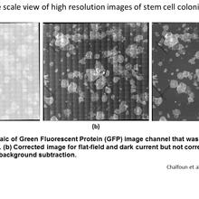 Large scale view of high resolution images of stem cell colonies