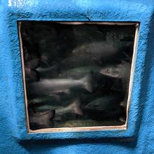 Photograph of blue painted fiber glass tank. A school of fish are swimming inside, and are visible through a window built into the side of the tank.