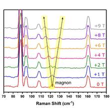 This graphic from the researchers’ paper is a series of Raman spectra measured at seven different strengths of magnetic field in Tesla (T). 
