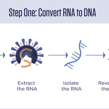 A procedural diagram with icons representing components of the testing process: taking a nasal swab, extracting the RNA, isolating the RNA, and reverse transcribing the RNA to DNA.