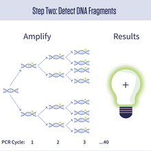 A diagram showing that amplification doubles the amount of DNA present during each of 40 cycles. A glowing light bulb with a plus sign on it represents a positive test result.