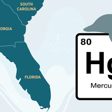 Map shows Florida, Georgia and part of South Carolina; over the ocean is a periodic table block for mercury alongside a dolphin shape.