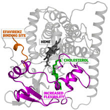 When efavirenz binds to CYP46A1 at the site shown, it increases the flexibility of the protein in the region around cholesterol. 
