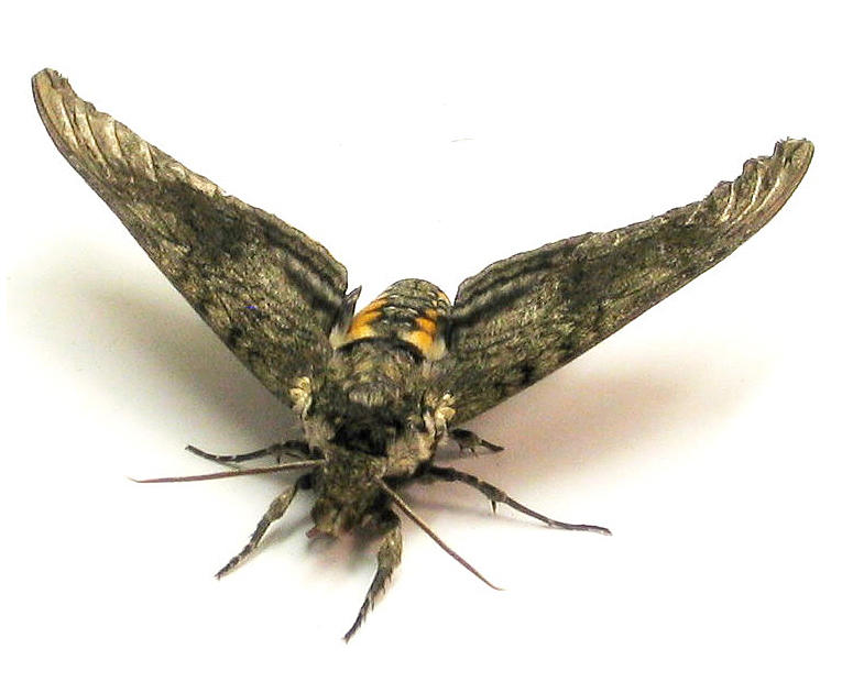 Moths with a Nose Learning | NIST