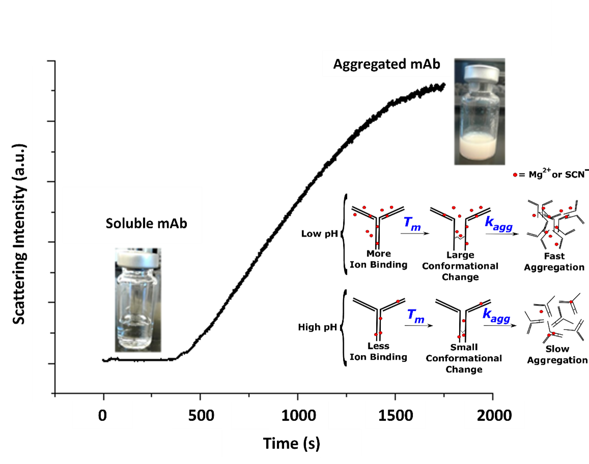 Chemical Kinetic Strategies for High‐Throughput Screening of Protein  Aggregation Modulators - Sárkány - 2019 - Chemistry – An Asian Journal -  Wiley Online Library