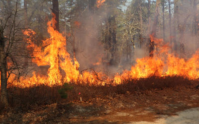 A fire burns along the ground at the edge of a wooded area.