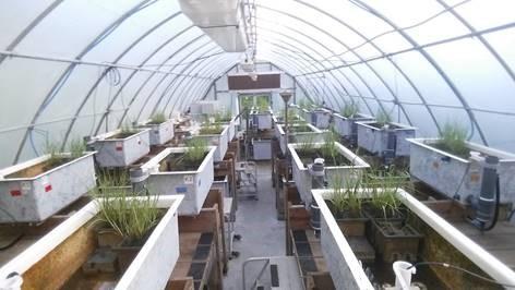 NOAA’s saltwater mesocosm facility for performing replicated experiments using simulated saltmarsh ecosystems