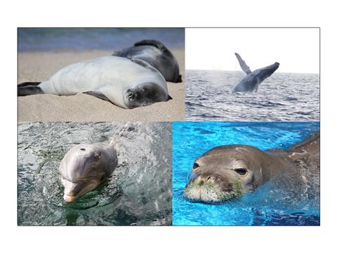 Dolphin, Whale, Sea Lion, Seal