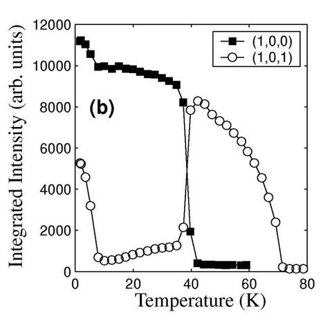 HoMnO3 Intensity vs. Temperature
