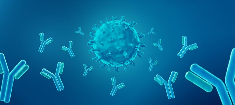 A spherical, spiky virus is approached on all sides by Y-shaped antibodies. 