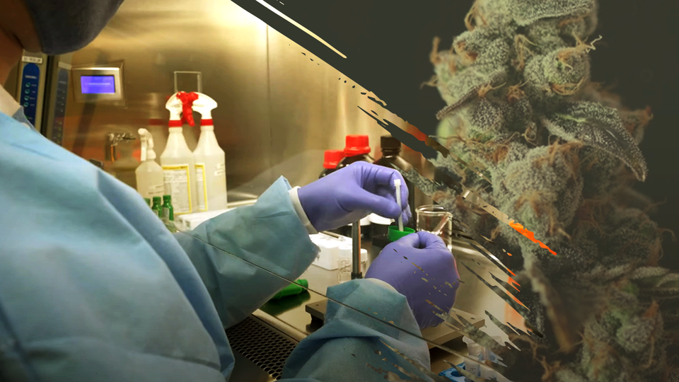 A researcher's hands holding a vial in the lab are juxtaposed with a cannabis plant. 