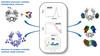 Interdomain Distance Measurements of Monoclonal Antibodies illustration