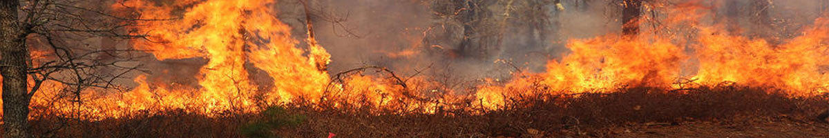 A fire burning in a forest